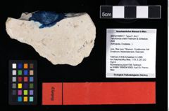 NHMW-GEO-2007z0149-0017_Ol_03.tifTenuihomola ortwini (Feldmann & Schweitzer, 2009) (NHMW-GEO-2007z0149-0017)